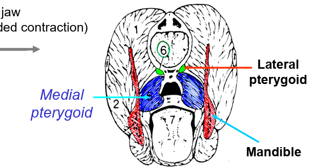<ul><li><p>origin is pterygopalatine region of skull</p></li><li><p>insert into medial aspect of mandible</p></li><li><p>close jaw</p></li></ul><p></p>