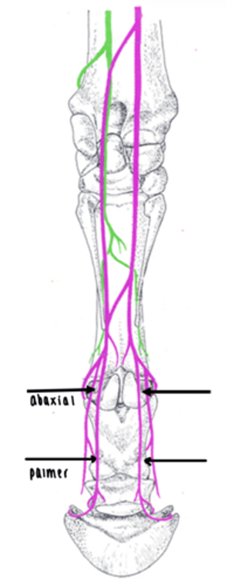 <p>Most distal structures are blocked first to determine where lameness is.</p><p>Palmar digital nerve block</p><p>- Palmar digital nerves in pastern region </p><p>- Neurovascular bundles can be palpated abaxial to flexor tendons </p><p>- VAN = nerve most palmar </p><p>- Desensitises hoof structures other than dorsal coronary band</p><p>- Done medially and laterally</p><p>Abaxial sesamoid nerve block</p><p>- Palmar digital nerves on abaxial surface of proximal sesamoid bones</p><p>- Neurovascular bundles can be palpated over sesamoids</p><p>- VAN = nerve most palmer</p><p>- Desensitises the digit and caudal fetlock joint</p>