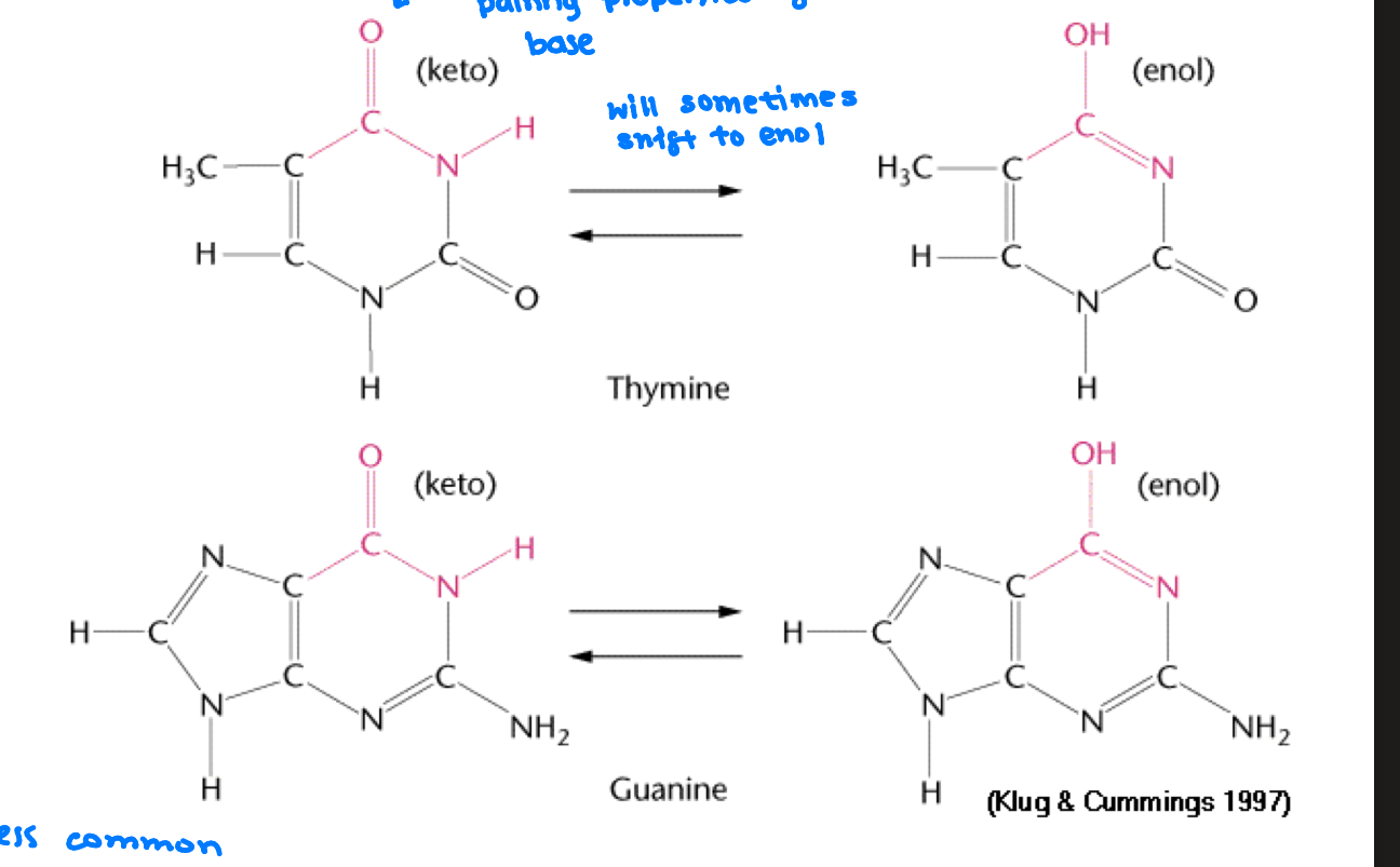 <ul><li><p>G will pair w/ T instead of C</p></li><li><p>A will pair with C instead of T</p></li></ul><p></p><p>If G or T is in enol form it will pair with eachother&nbsp;</p><p>If A or C is in imino form it will mispair with each other&nbsp;</p>