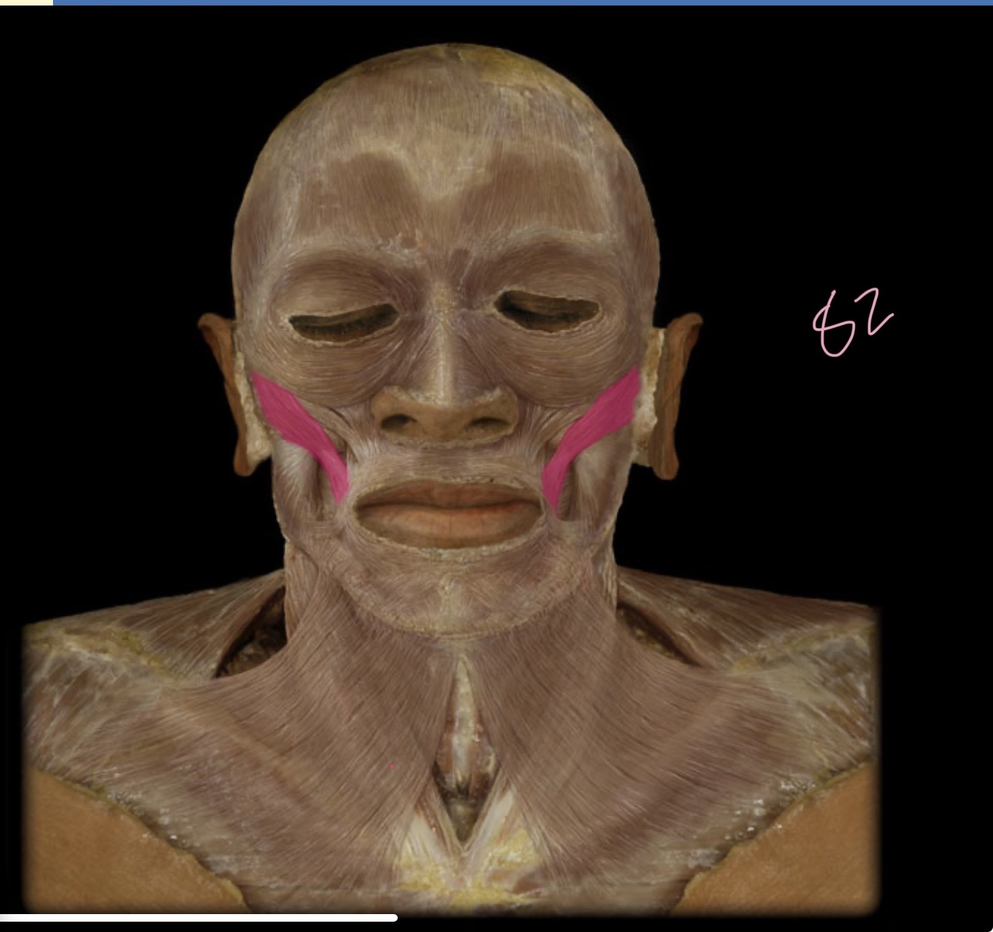 <p>Zygomacticus major</p>