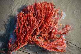 <p>Red beard sponge</p>