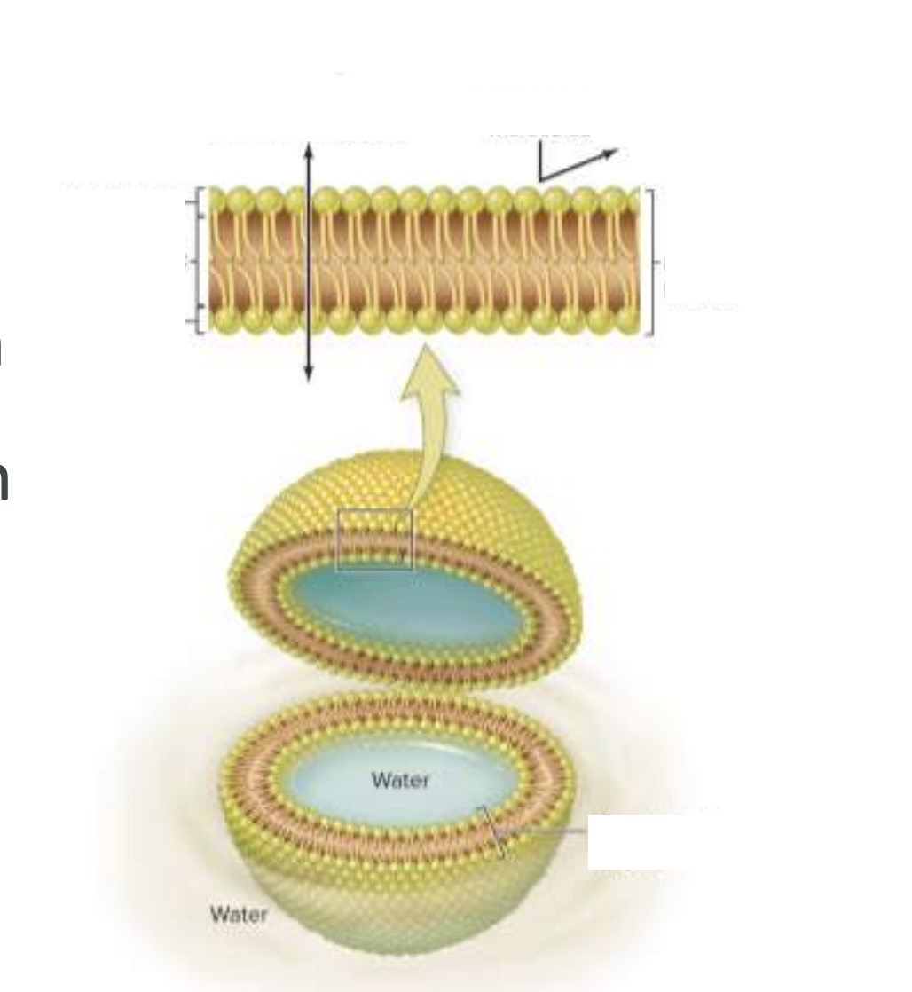 <p>What is a Phospholipid Bilayer? (LABEL)</p>