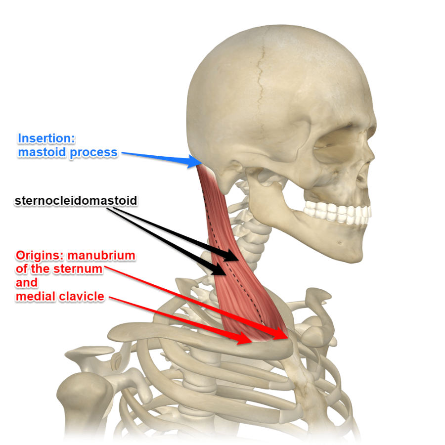 <p>O: Sternal end of clavicle and manubrium of sternum</p><p>I: Mastoid process and superior nuchal line </p><p>A: B/l- Flex the neck, 1- Tilts head to the same side and rotates face to the opposite side</p>