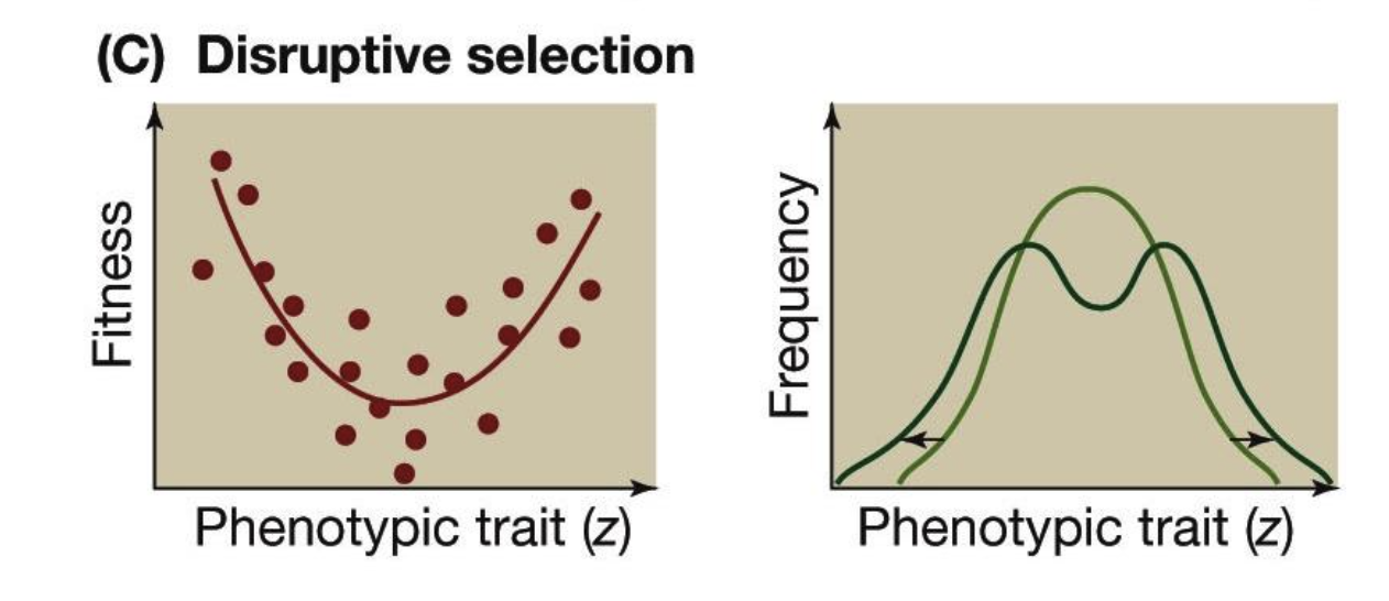 <p>Disruptive natural selection</p>