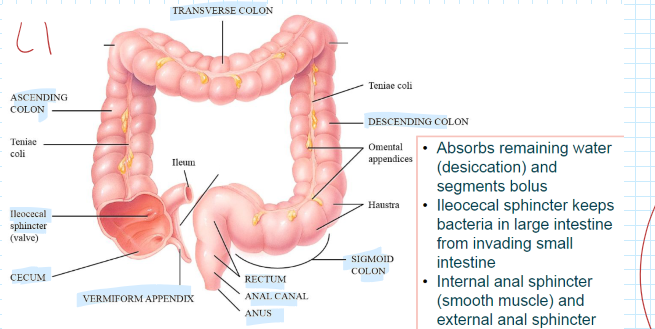 <p>Absorbs <strong>remaining </strong>water (<strong>desiccation</strong>) and segments bolus</p><p>R: Cecum, Vermiform appendix, ascending/transverse/descending colon/sigmoid colon, rectum, anal canal, and anus</p><p>Sphincters: Internal (SM) and External (Skel. M)</p>