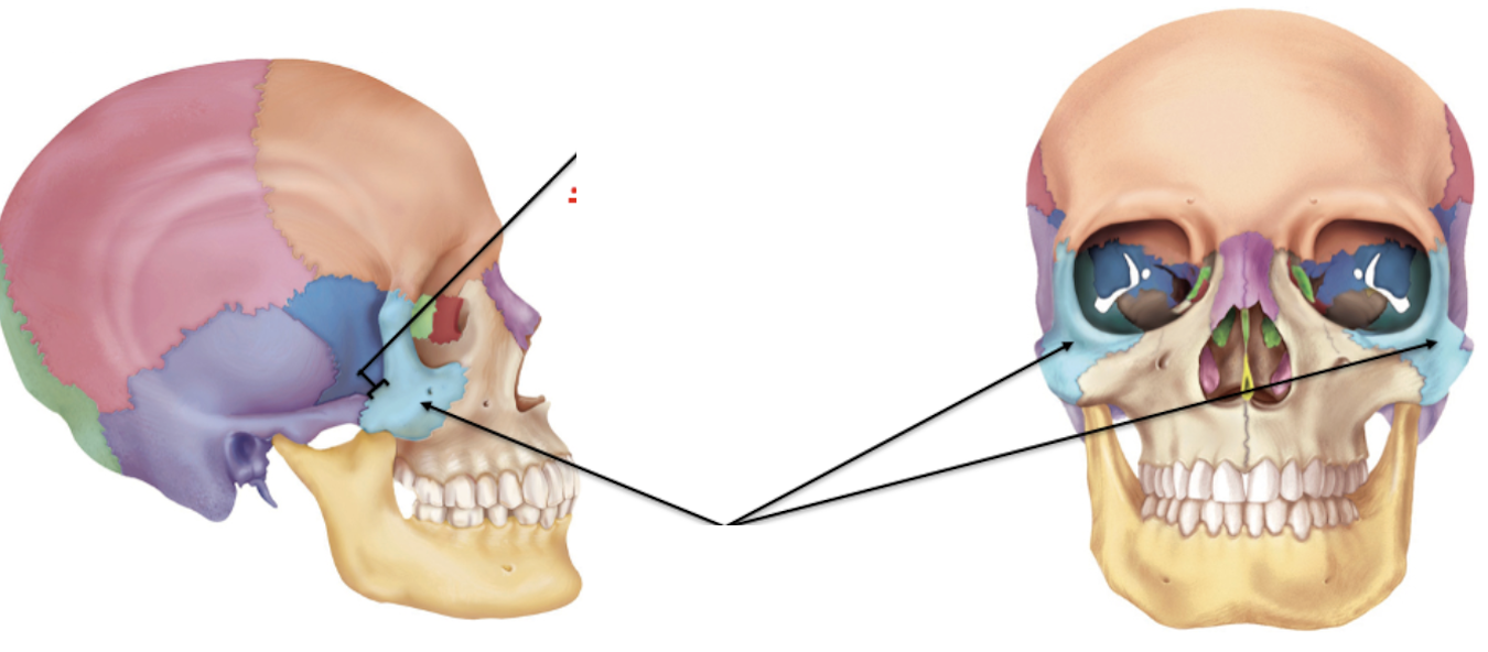 <p>Identify the facial bone and it’s feature(s)</p>