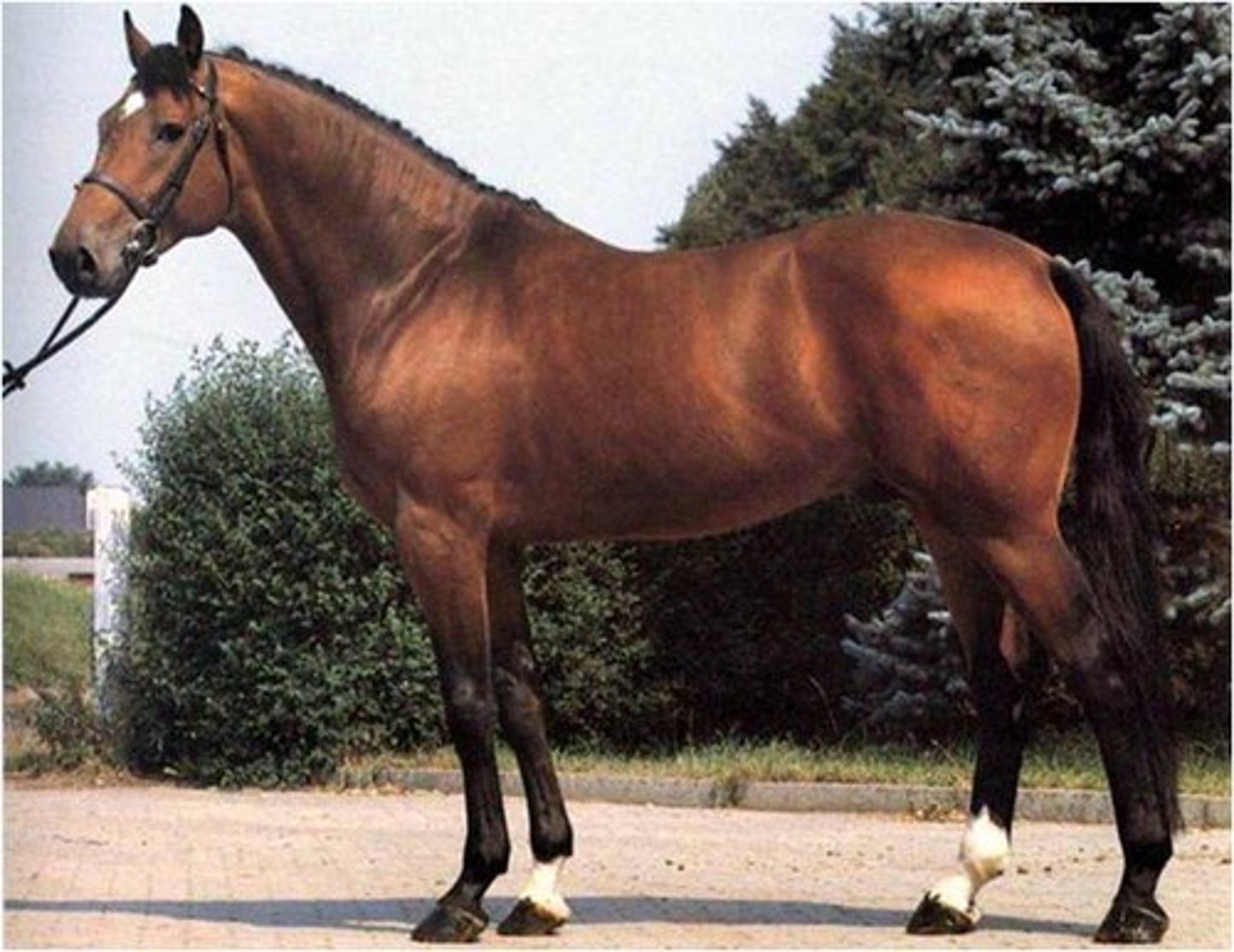<p>Common white markings, versatile, eumetric</p>