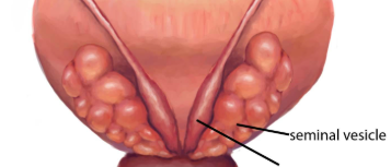 <p>Line at bottom</p>