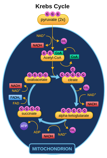 <p>Per 1 glucose (2 pyruvate) made in glycolysis:</p><ul><li><p>8NADH </p></li><li><p>2 FADH<sub>2</sub> </p></li><li><p>2 ATP (will be used)</p></li><li><p>6 CO<sub>2</sub> (waste)</p></li></ul><p></p>