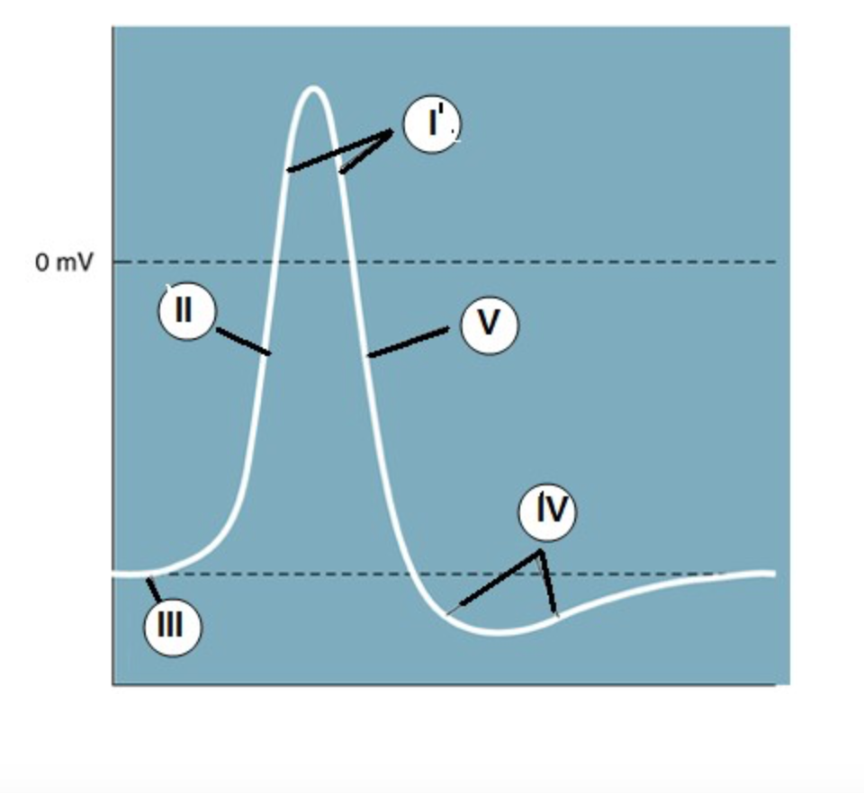 <p><span>Which region identifies the "rising phase"?</span></p>