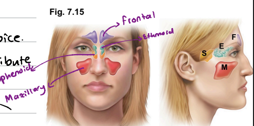 <p>Mucosa-lined, air-filled sinuses found in the frontal, sphenoid, ethmoid and paired maxillary bons.</p><p>They lighten the skull and enhance resonance of voice.</p><p>They connect to the nasal cavity so they also contribute in warming and humidifying incoming air.</p>