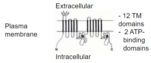 <ul><li><p>substrate spans membrane and becomes locked in a p-gp drug-binding pocket near the intracell leaf of membrane</p></li><li><p>2 ATP molecules bind to the intracellular ATP-binding sites</p><ul><li><p>hydrolysis of ATP to ADP promotes conformational change in p-gp</p></li></ul></li><li><p>substrate is released into extracell environment</p></li></ul>