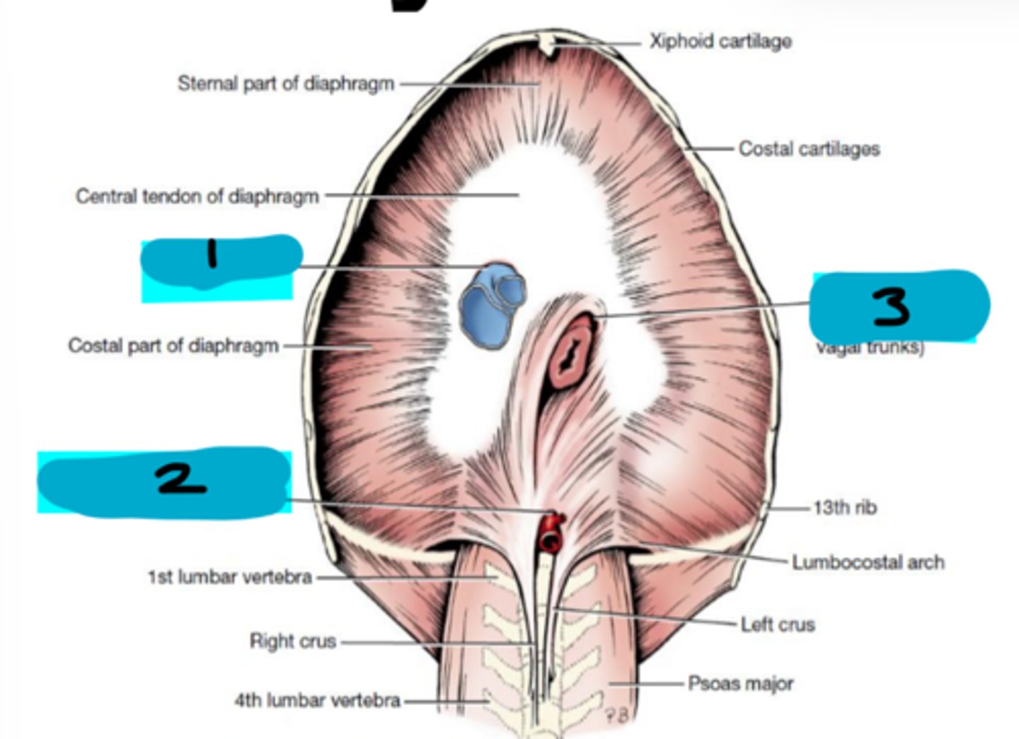 <p>Diaphragm:</p><p>1</p>
