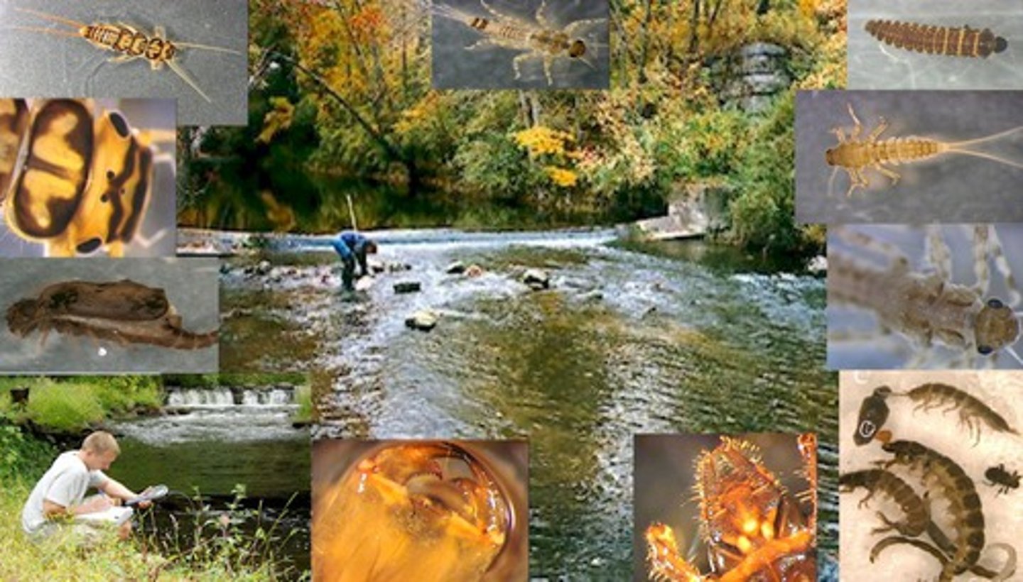 <p>(BMI) Easy-to-see (not microscopic) arthropods such as insects that live on the stream bottom.</p>