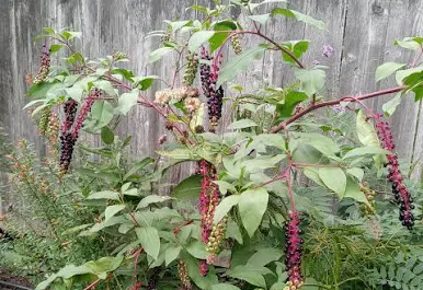 <p>Pokeweed </p>
