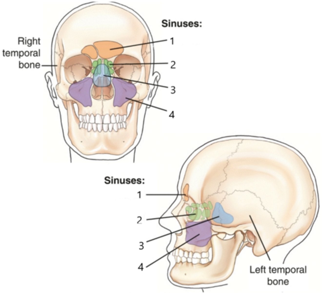 <p>Which sinuses are indicated by the green shading on this illustration?</p>