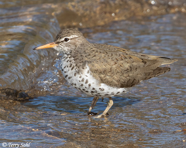 <p>Brown with white spots (in breeding), teetering tail.</p>