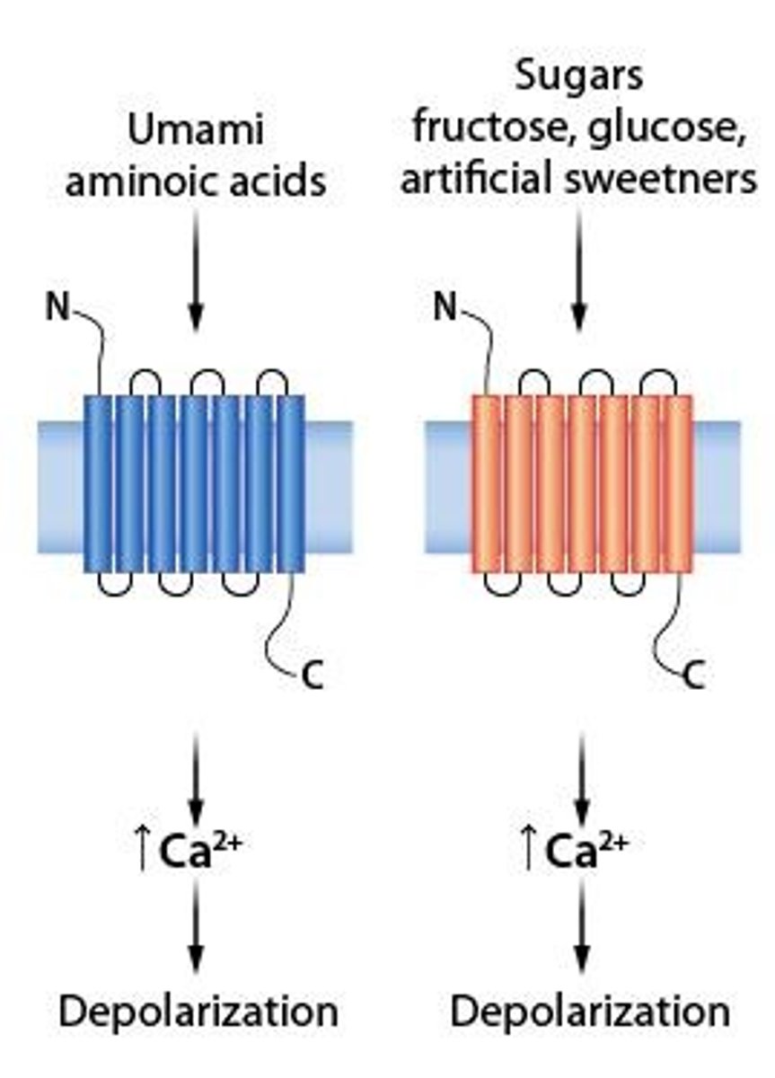 <p>Sweet, activated by glucose through GPCRs.</p>
