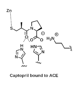 <p>Binds to a positively charged lysine residue or arginine residue of ACE.</p>