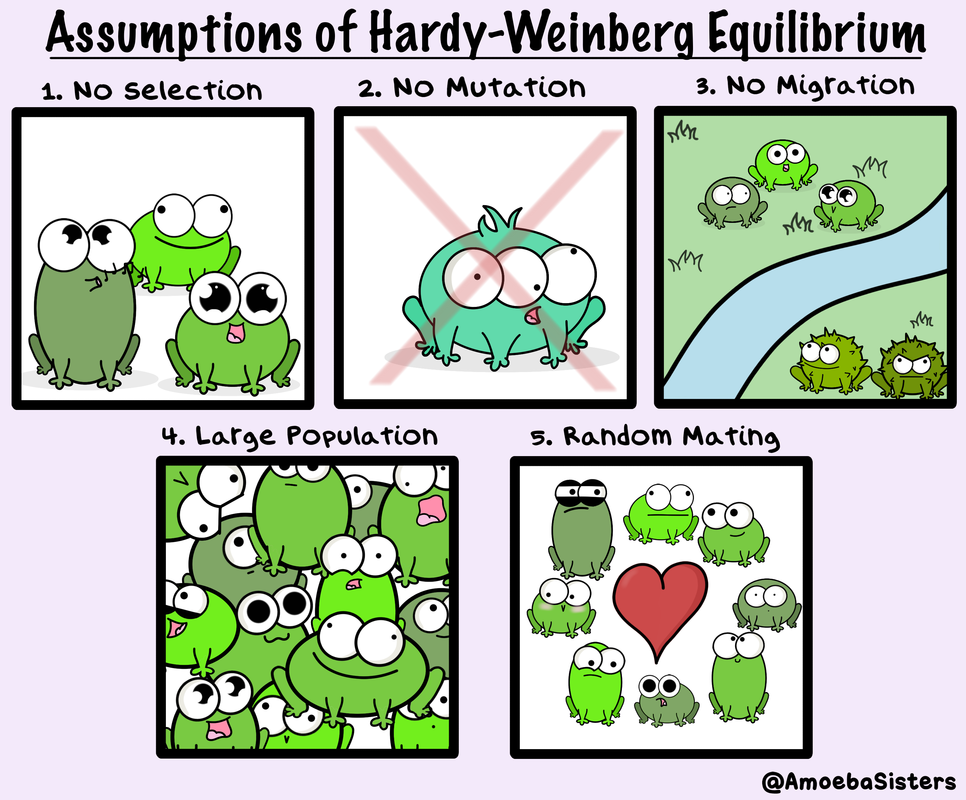 <p>Hardy-Weinberg equation</p>