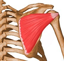 <p>lateral rotation of humerus</p>