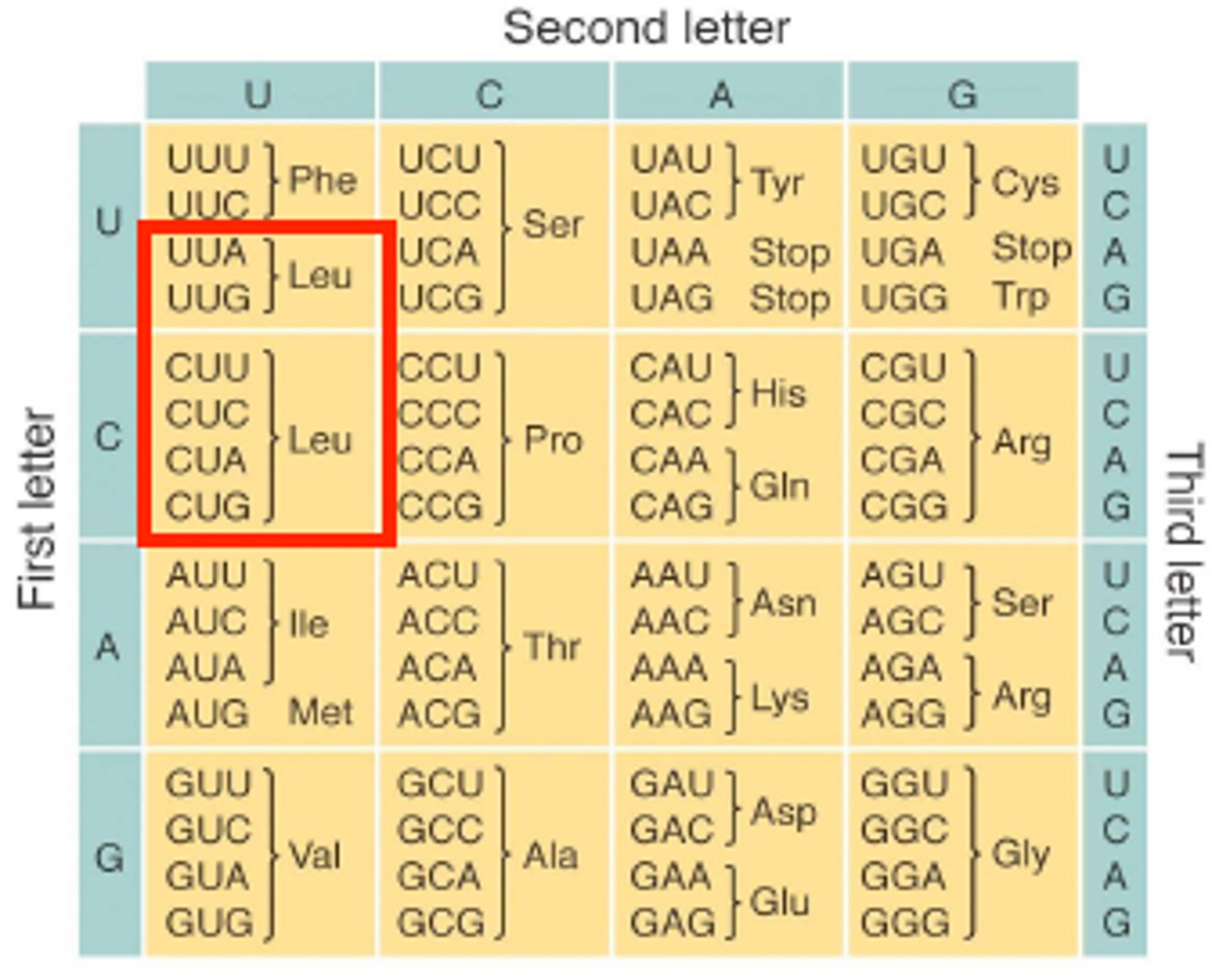 <p>More than one codon specific a specific amino acid</p><p>-The redundancy</p>