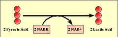 <p>The conversion of pyruvate to lactate with no release of carbon dioxide.</p>