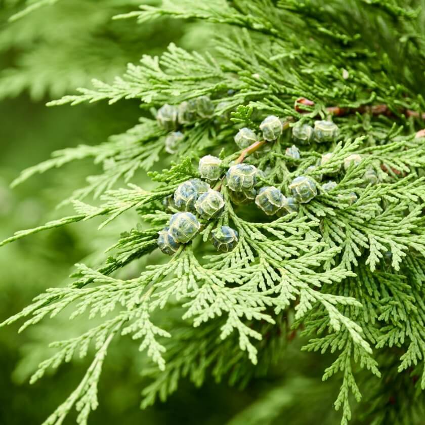 <p>Chamaecyparis lawsoniana</p>