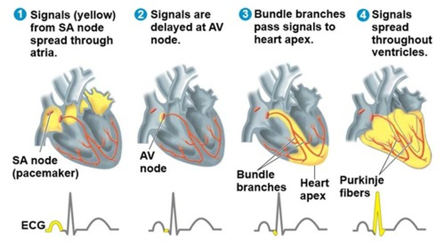<p>Called the pacemaker and sets the rate and timing at which cardiac muscle cells contract.</p>