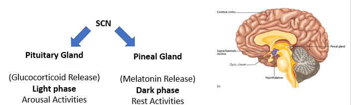 <p>the SCN regulates waking and sleeping by controlling activity levels in other areas and secretary glands such as the pituitary and the pineal glands </p>