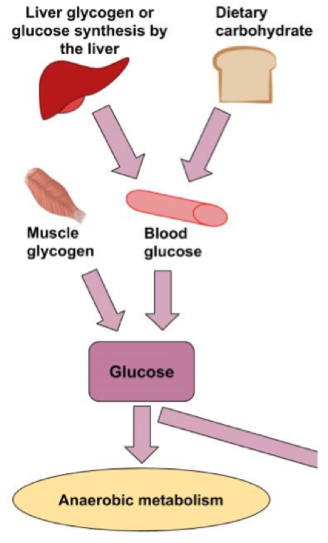 <p>Only macronutrient that can generate ATP both anaerobically &amp; aerobically</p><p></p><p>Available:</p><ul><li><p>blood</p></li><li><p>muscle</p></li><li><p>liver (to muscle via blood)</p></li><li><p>ingested (from digestion to muscle via blood)</p></li></ul>