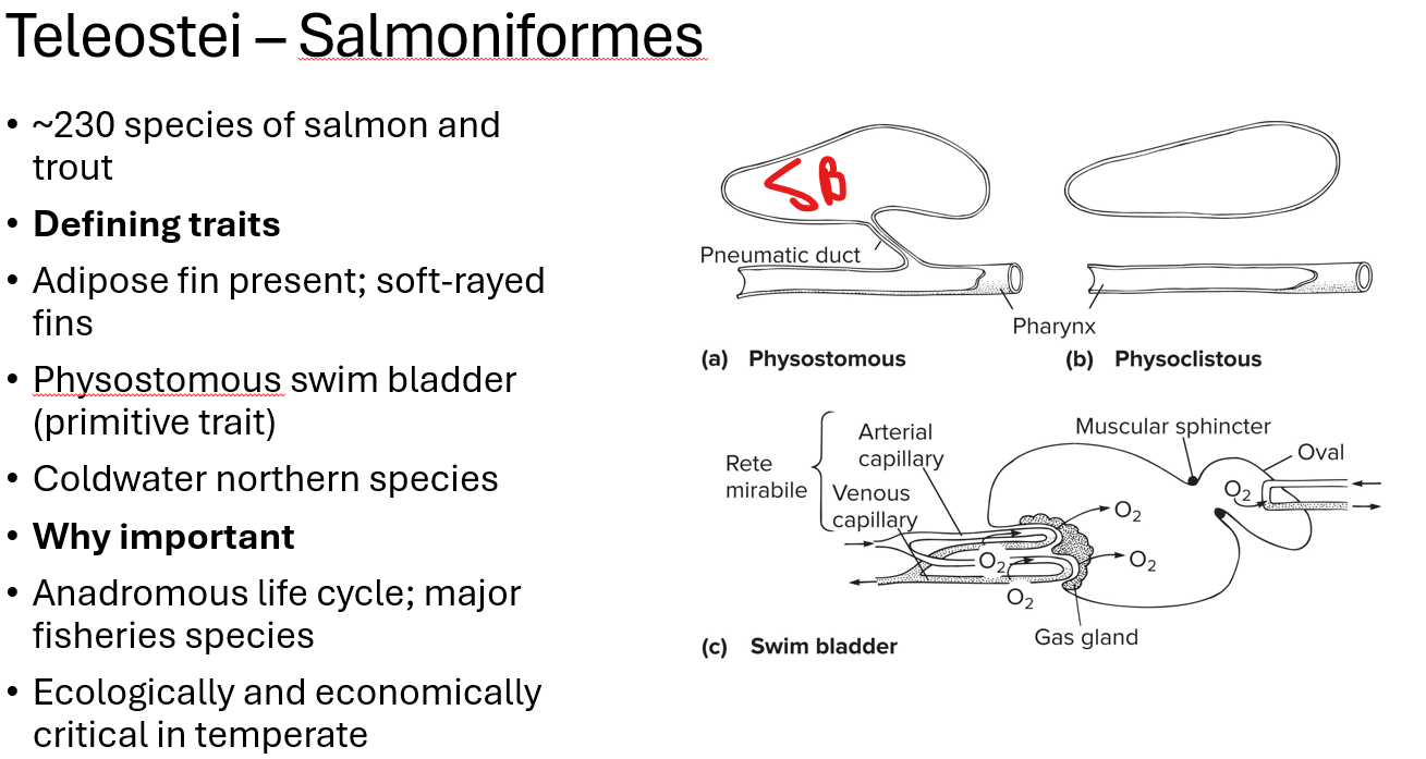 <p><span><span>•~230 species of salmon and trout</span></span></p><p><span><span>•</span><strong><span>Defining traits</span></strong></span></p><p><span><span>•Adipose/rayless fin present; soft-rayed fins</span></span></p><p><span><span>•Physostomous swim bladder (primitive trait)</span></span></p><p><span><span>•Coldwater northern species</span></span></p><p><span><span>•</span><strong><span>Why important</span></strong></span></p><p><span><span>•Anadromous life cycle; major fisheries species</span></span></p><p><span><span>•Ecologically and economically critical in temperate ecosystems</span></span></p>