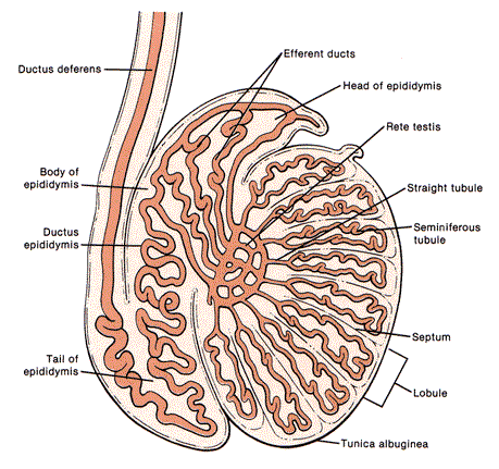 <p>True/False: Body measures less than 4 mm in diameter, usually 1-2 mm</p>