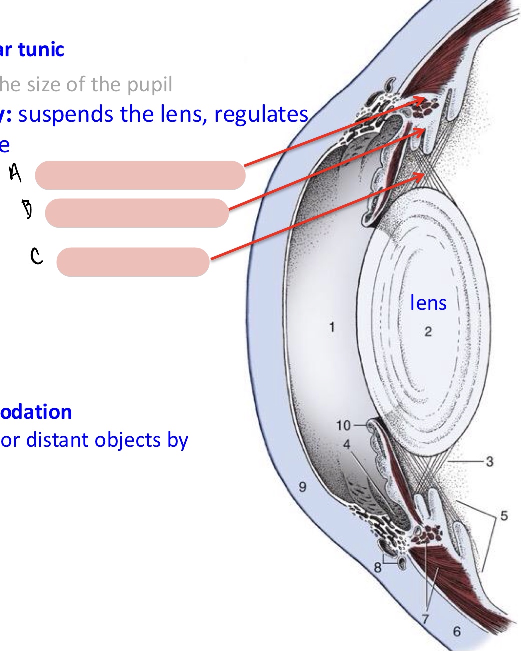 <p><span>Name the structure(s) indicated by a, b, and c.</span></p>