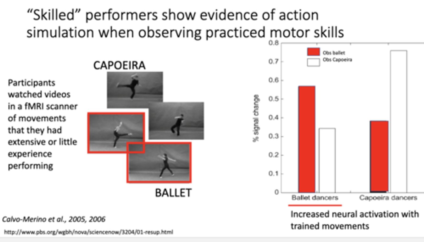 <p>Task: </p><p>recruit expert dancers and martial artists to watch dance and martial arts</p><p>Outcome:</p><p> Skilled performers show evidence of action sim when observing motor skills they have a background in ie. neurons more active for familiar movements</p>