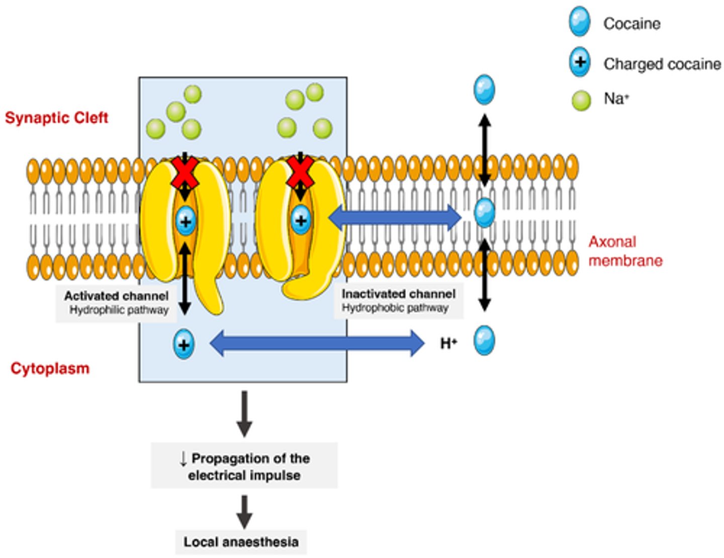 <p>Hydrophilic : when Na channel is open LAs flow into channel from the inside of the membrane, blocking the flow of Na</p><p>Hydrophobic : when Na channel is closed LAs flow into channel from the middle of the membrane via diffusion, when channel is open LAs are already present to block flow</p>