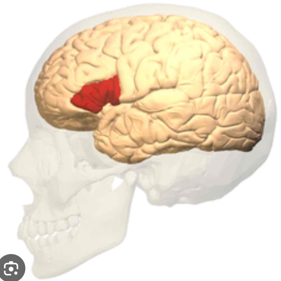 <p>in charge of facial muscles used for speech. if damaged = brocas aphasia </p>