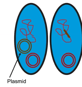 <p>Bacterial Transformation </p>