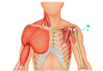 <p><span>Identify the indicated muscle.</span></p>