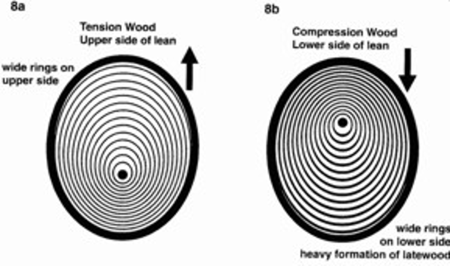 <p>= the reaction wood of gymnosperms that grows in direction of weight to prop itself up.</p>