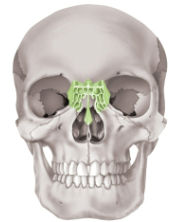 <p>Ethmoid bone</p>