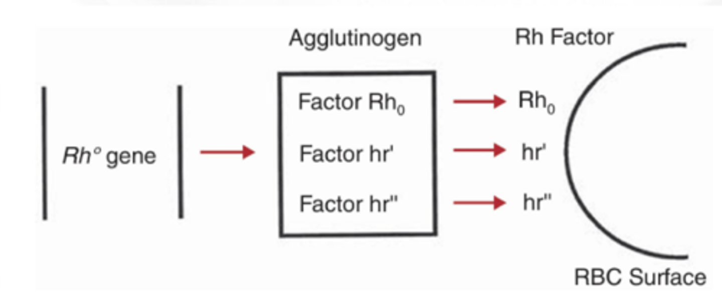 CHAPTER 7 RH BLOOD GROUP SYSTEM Flashcards Knowt
