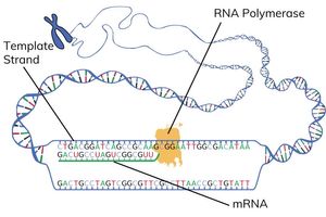 <ul><li><p>the mRNA strand is separated from the template strand by RNA polymerase</p></li><li><p>the hydrogen bonds between the 2 strands of DNA form again and the strands join together</p></li><li><p>the completed mRNA strand leaves the nucleus and enters the cytoplasm</p></li><li><p>mRNA Is used in translation, the next step is protein synthesis</p></li></ul><p></p>