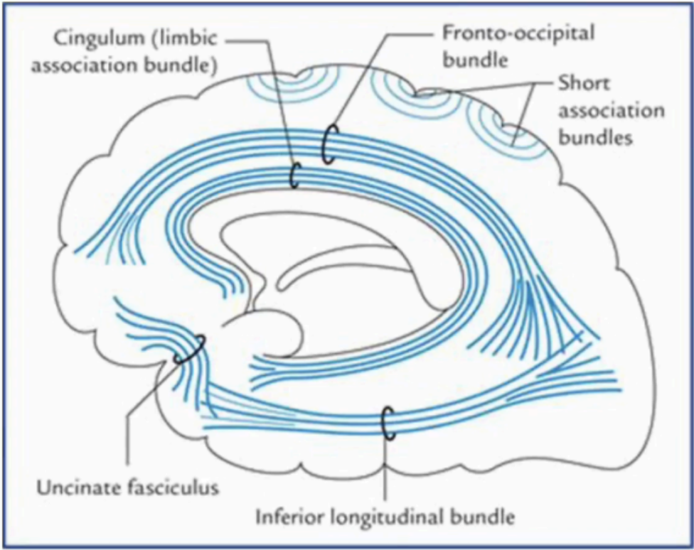 <p>Association Fibers</p>