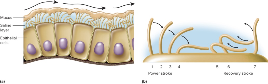 <p>Hair-like projections 7-10 um in length; located in saline(so they don’t get stuck), function is unknown but possibly sensory (produced by Cl pump and draws Na+ and H2O)</p><p>each cilium bends stiffly forward and produced power stroke that pushes substance along, cilia is then pulled back by recovery stroke that restores it upright, ready to do it again (wave like motion)</p>