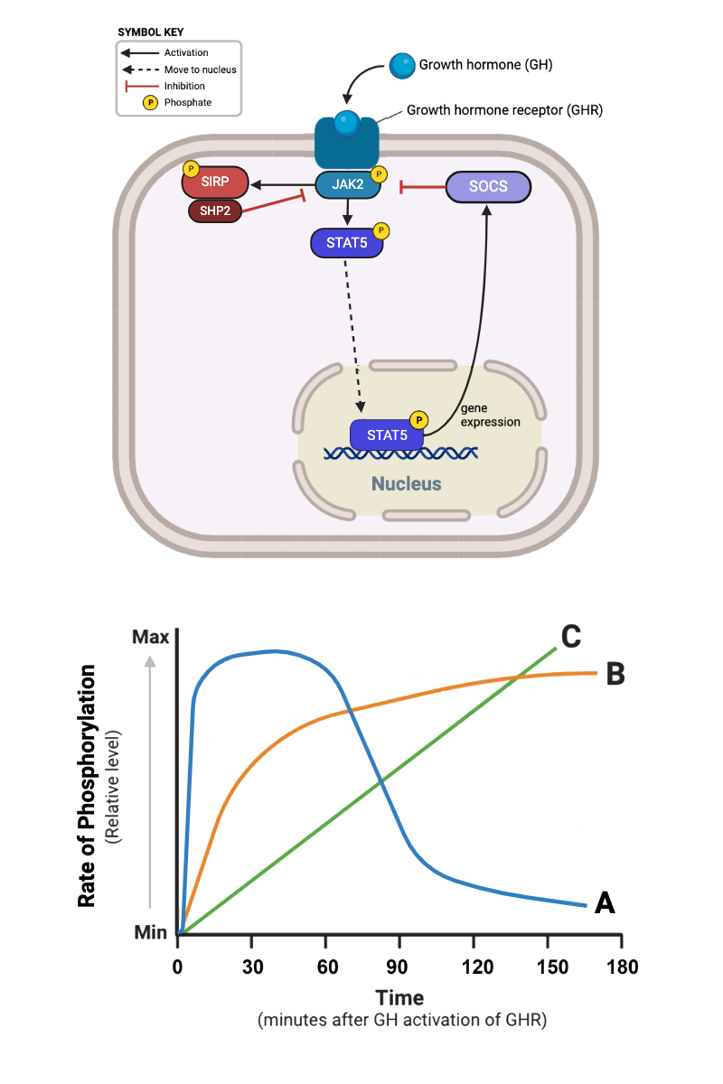 <p>Which relationship would describe the rate of phosphorylation of STAT5 in the presence of a drug that inhibits the activity of SHP2?&nbsp;</p><ul><li><p><span>a. Relationship A</span></p></li><li><p><span>b. Relationship B</span></p></li><li><p><span>c. Relationship C</span></p></li></ul><p></p>