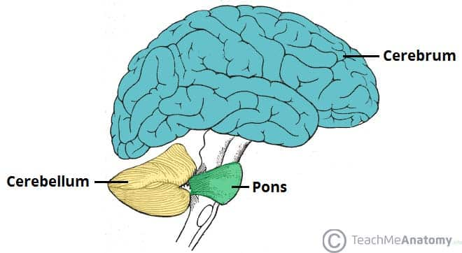 <ul><li><p>in hindbrain</p></li><li><p>coordinate eye movements, motor learning, keep upright &amp; steady, speech &amp; language processing</p></li></ul><p></p>