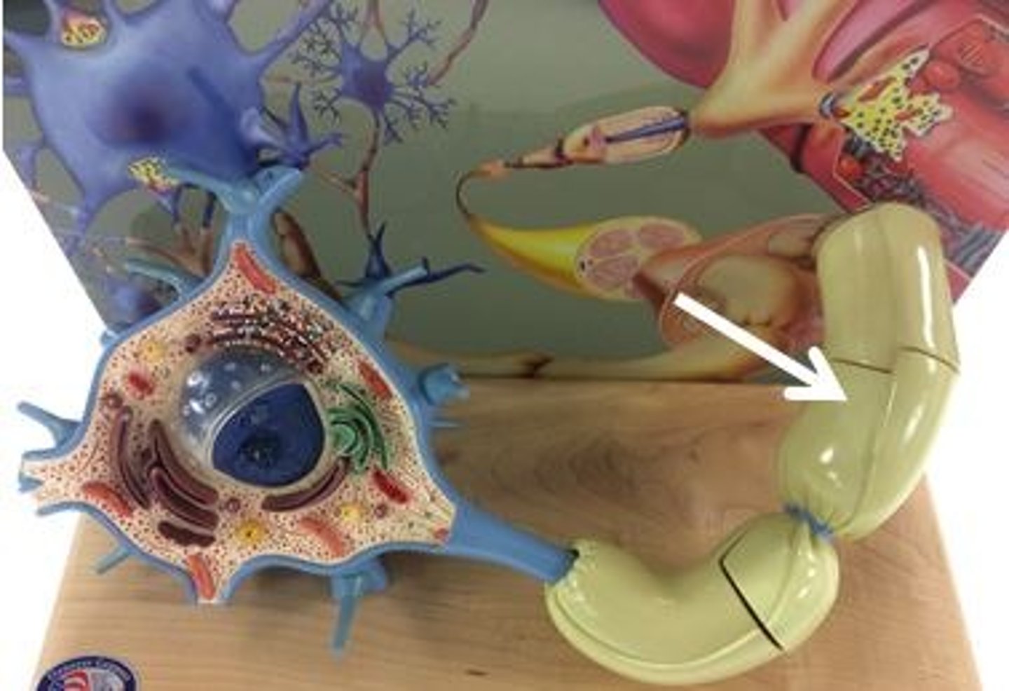 <p>Identify this cell.</p>