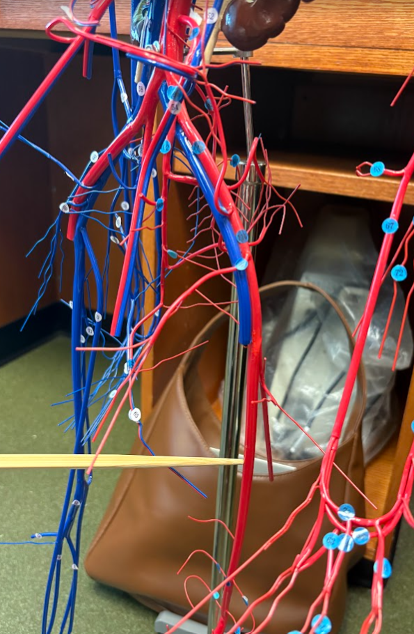 <p>Femoral artery (115)</p>