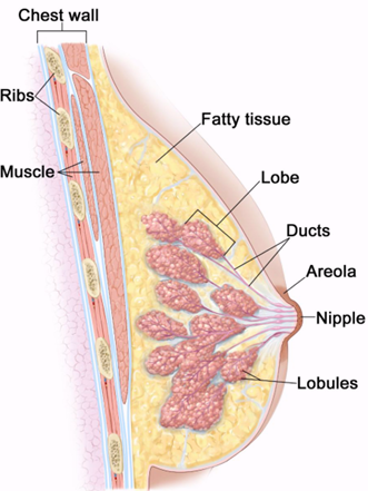 <ul><li><p>Fat</p></li></ul><ul><li><p><span>Ducts</span></p></li><li><p><span>Lobules/TDLUs</span></p></li><li><p><span>Nipple</span></p></li><li><p><span>Areola</span></p></li></ul><p></p>